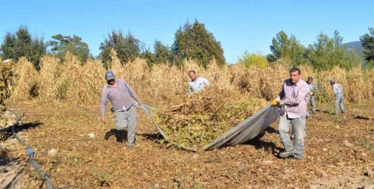 Çandır fasulyesinin hasat zamanı
