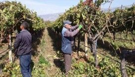 Manisa’nın bağlarında hasat devam ederken budama çalışmaları da başladı
