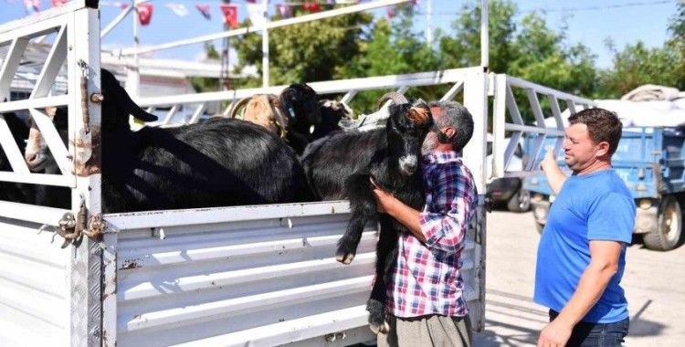 Mersin’de 5 yılda 300 üreticiye 7 bin 500 küçükbaş hayvan desteği
