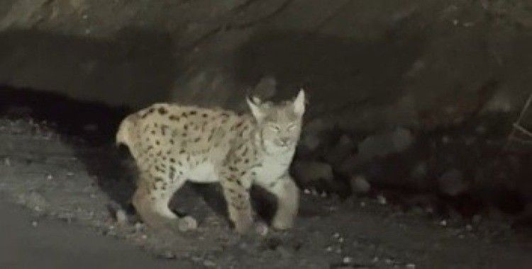 Erzincan’da nesli tükenme tehlikesi altında bulunan vaşak görüntülendi
