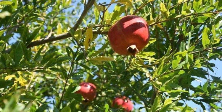 Muğla Nar üretiminde Türkiye ikincisi
