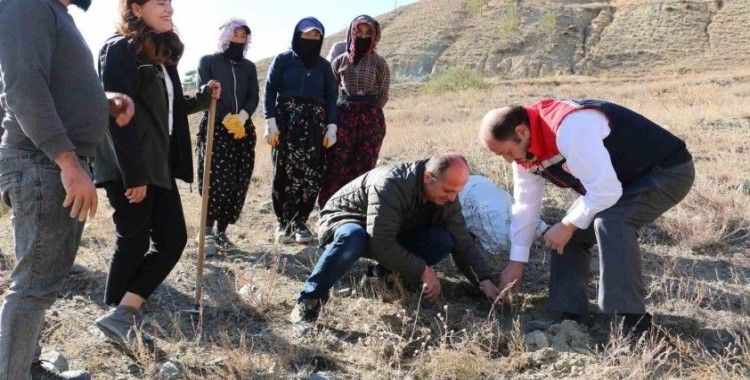 Erzincan’da Tuz Çalısı Ormanı kuruldu
