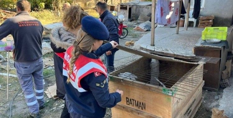 Kırklareli’nde yasaklı ırk köpek besleyen kişiye 317 bin 544 lira ceza
