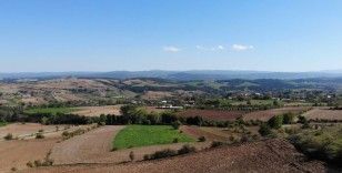 Bilinçli tarım meyvesini verdi: Çeltik hasadında rekor verim
