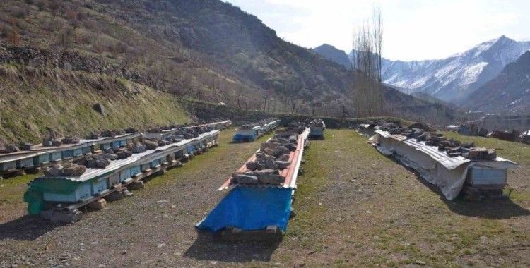 Erzincan’da arıların "tatlı uykusu" başladı
