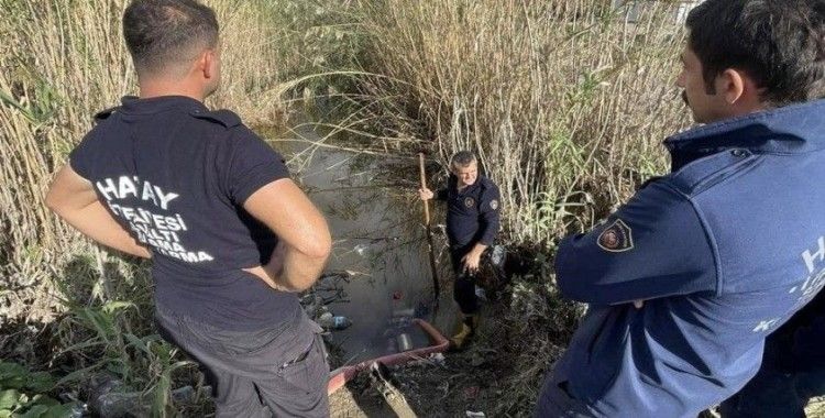 Samandağ’da yağmur suyu giderinde mahsur kalan yavru köpekler kurtarıldı
