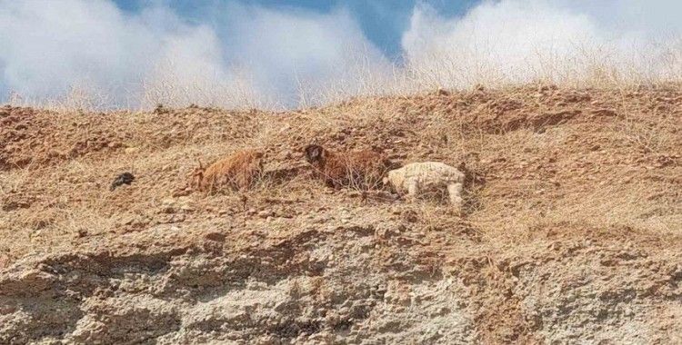 Diyarbakır’da 3 keçi 2 gündür mahsur kaldıkları yerden kurtarıldı
