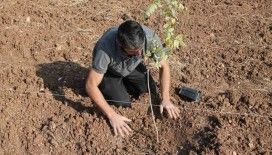 Mardin’de fıstık ağaçları toprakla buluşturuldu
