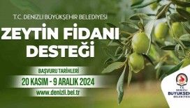 Denizli Büyükşehir çiftçilere 50 bin zeytin fidanı dağıtacak
