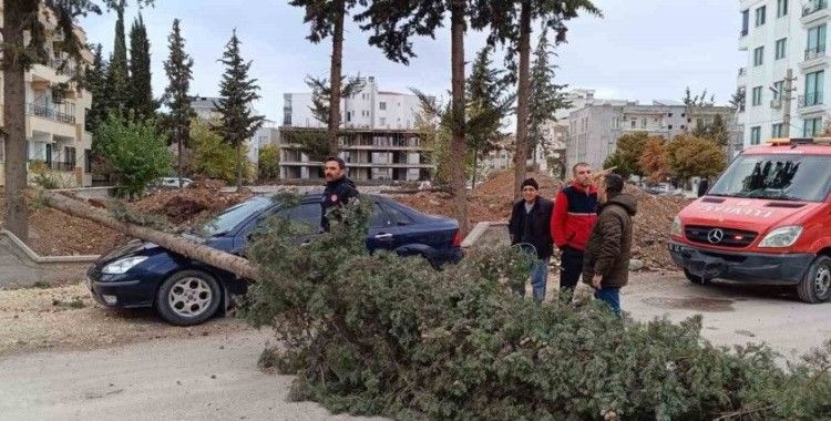 Park halindeki otomobilin üzerine ağaç devrildi
