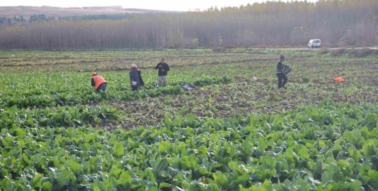 8 bin yıllık Hevsel Bahçeleri’nde sezonun son hasadı
