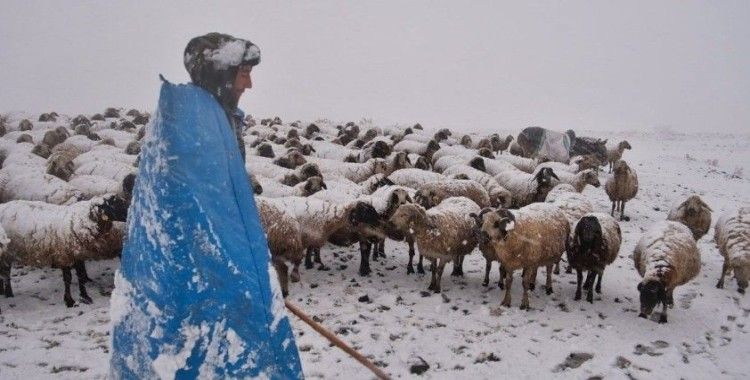 Kar bastırınca yayladaki 3500 koyun kamyonlarla merkeze nakledildi
