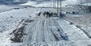 Sürü halindeki yılkı atları görüntülendi