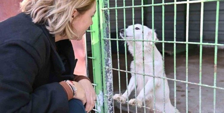 Sokak hayvanları için iş birliği
