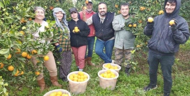 Aydın’da portakal üreticisi bu yıl umduğunu bulamadı
