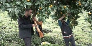 Mandalinayı kemençe eşliğinde hasat ettiler
