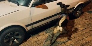 Kapıya gizlenen uyuşturucu narkotik köpeğinden kaçmadı
