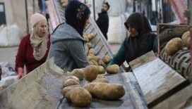 2024 yılında 6 milyon 500 bin ton patates üretimi yapıldı
