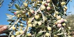 Zeytin üreticisi destek bekliyor
