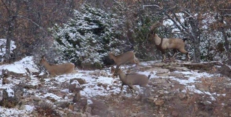 Elazığ’da yaban keçisi envanter çalışması yapıldı
