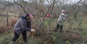 Fındık bahçelerinde kış bakımı başladı
