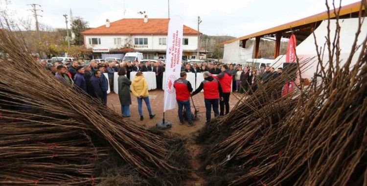 Kavaklıdere’de Cennet Elması fidanı dağıtımı
