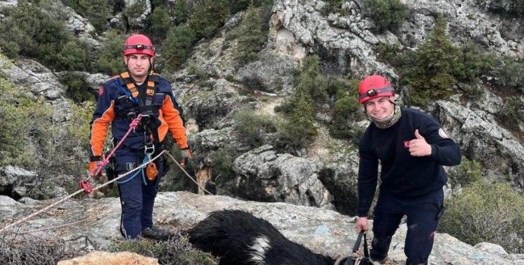 Uçurumda mahsur kalan keçi, itfaiye ekiplerince kurtarıldı
