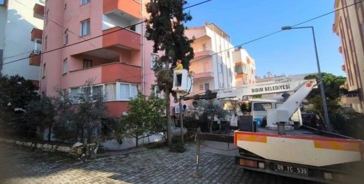 Didim Belediyesi ağaçların kış bakımlarını sürdürüyor
