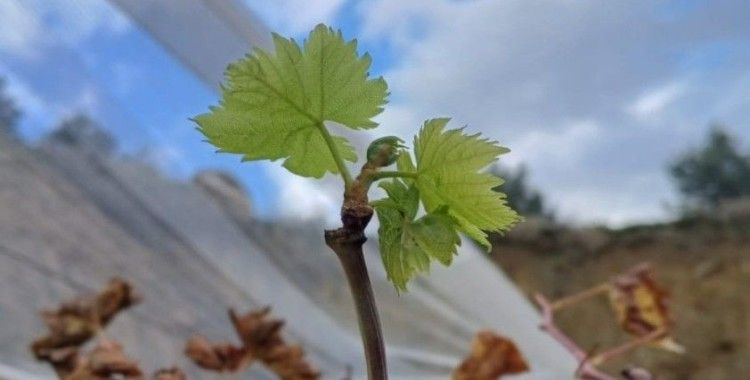 Bağlarda erken uyanma devam ediyor
