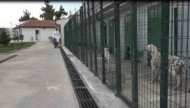 Bilecik’te 234 kedi ve köpek sahiplendirildi
