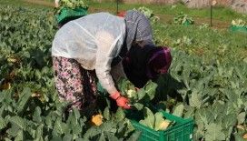 Efeler Belediyesi’nin karnabaharları hasat edildi
