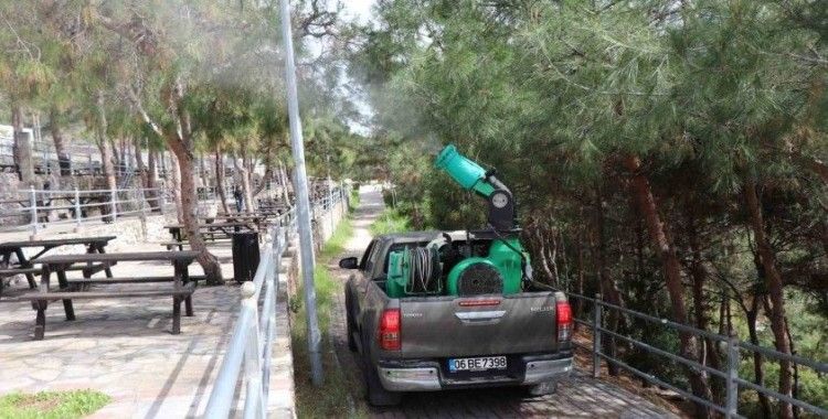 Alanya Belediyesi çam kese böceğine önlem aldı
