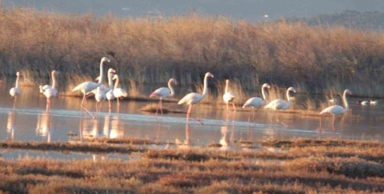 Flamingolar Burhaniye sahillerini mesken tuttu
