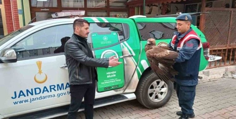 Karaman’da yaralı bulunan Kızıl Şahin koruma altına alındı
