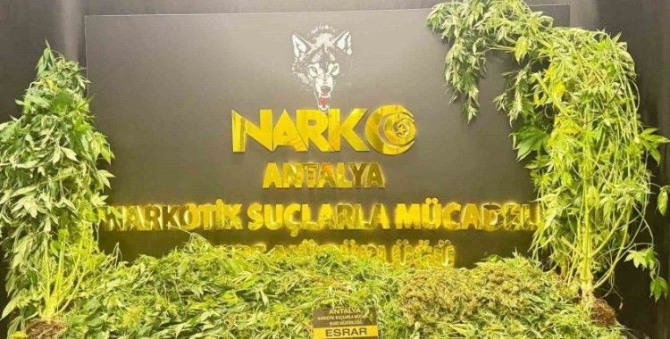 Antalya’da son 1 haftada 11 kilogram skunk ele geçirildi
