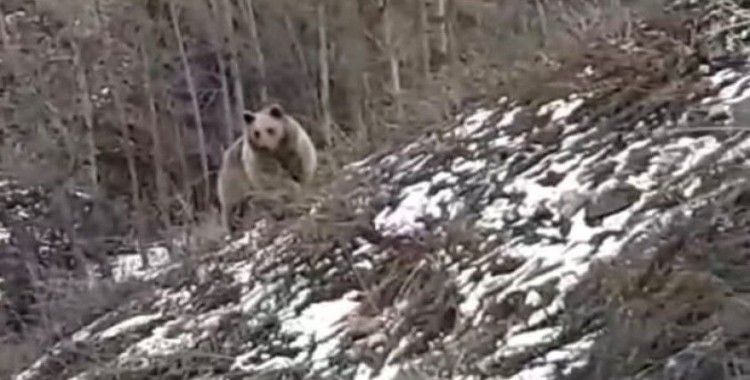 Gümüşhane kent merkezine yakın noktada karşılarına ayı çıktı
