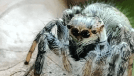 Örümcekleri 'zombiye' çeviren yeni bir mantar türü keşfedildi