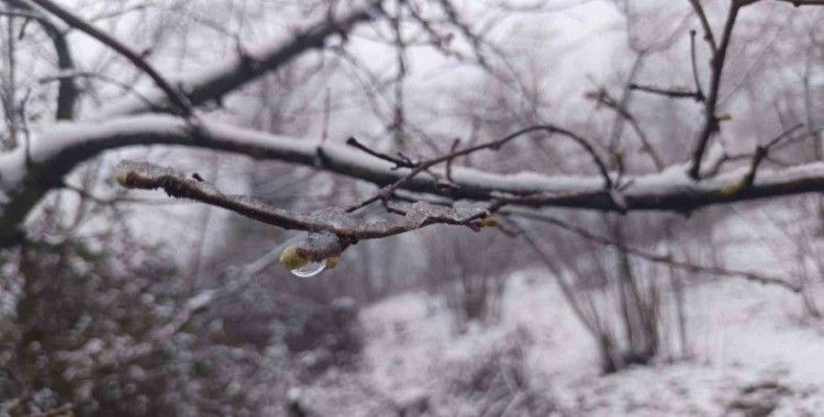 Soydan: "Fındıkta zirai don tehlikesi devam ediyor"
