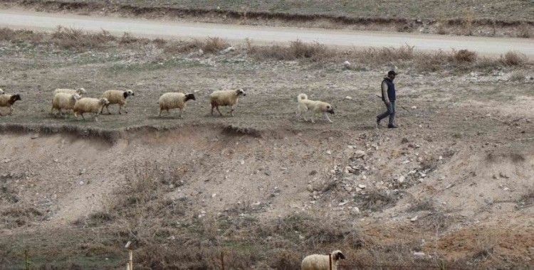 Baharın gelişiyle Diyadin’de koyunlar yeniden yola koyuldu
