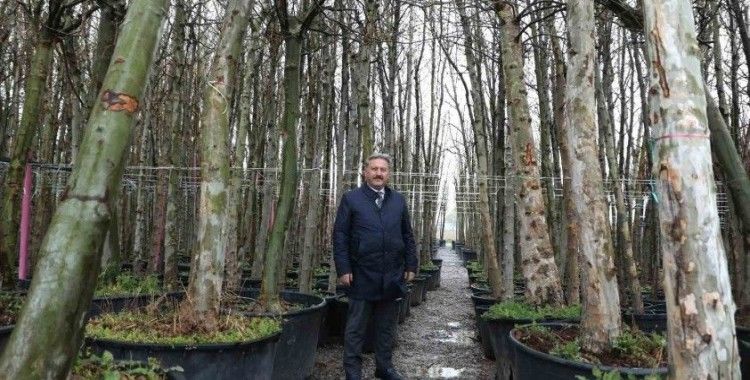 Melikgazi, dev çınar ağaçları ile geleceğe en büyük mirası bırakacak
