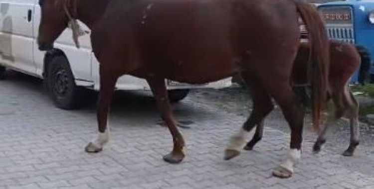 Tekirdağ’da başıboş atlar sürücülere zor anlar yaşatıyor
