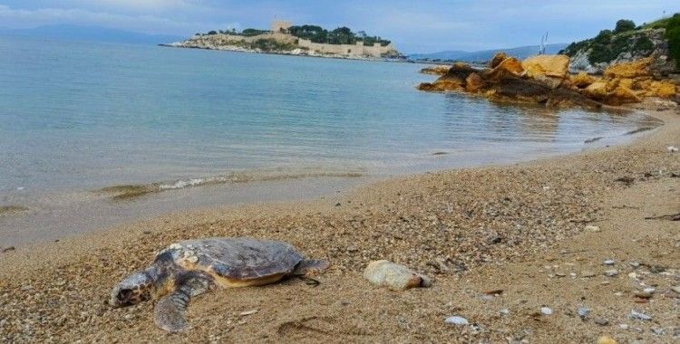 Kuşadası’nda deniz kaplumbağası kıyıya vurdu
