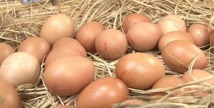 Tavuk yumurtası üretimi yıllık yüzde 10,8 azaldı
