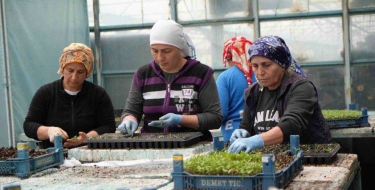 Milyonlarca sebze fidesi Erzincan seralarında büyüyor

