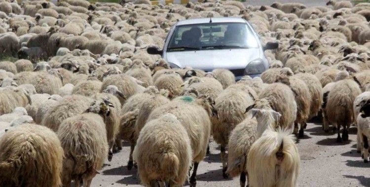 Kışı atlatan besicileri yüksek maliyetli çoban telaşı sardı
