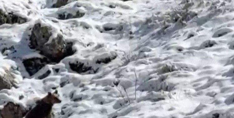 Yayla evlerini tahrip eden ayılardan biri kaçarken görüntülendi: Köpek sesi çıkararak ayının dikkatini çekmeye çalıştı
