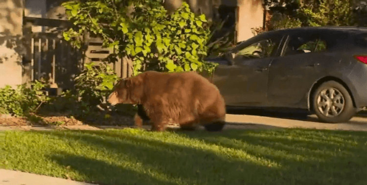 Japonya'da vahşi hayvanların 'acil durumlarda' vurulmasına izin veren yasa tasarısı onaylandı
