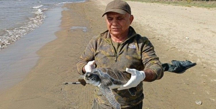 Balıkçı ağlarına takılan deniz kaplumbağası tekrar denize bırakıldı
