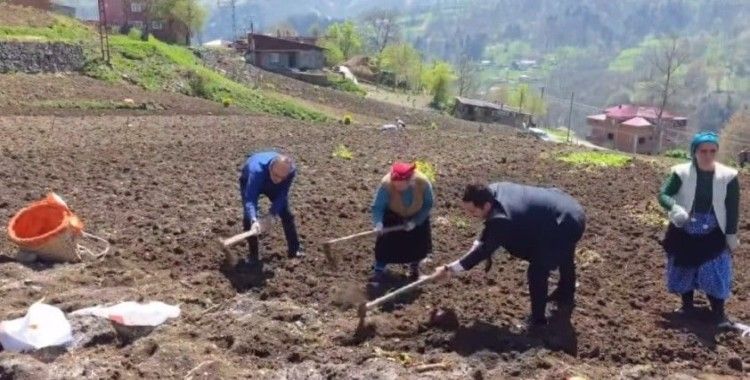 Kaymakam ve belediye başkanı tarlaya girdi, izleyenleri tebessüm ettiren anlar ortaya çıktı
