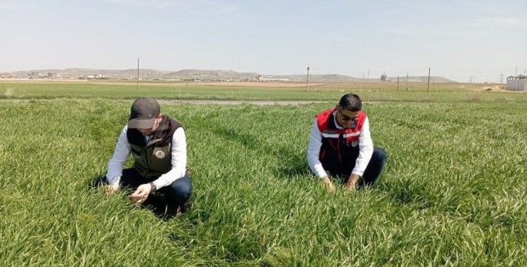 Hububat ekili alanlarda bitkisel hastalıklara karşı kontroller başladı
